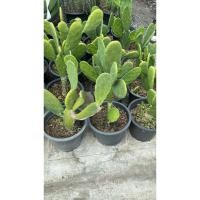 ราคา ต้นกระบองเพชรเสมา หรือ โอพันเทีย (Opuntia) หูกระต่าย กระถาง11นิ้ว (44706998406)