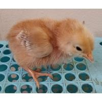 ราคา ไข่เชื้อไก่ไข่โร๊ดไอส์แลนด์แดงพร้อมฟัก 1ชุดมี6ใบ159บาท (29526322880)