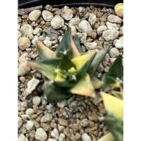 ราคา โอบีโกเนียด่าง ไม้เมล็ด obregonia f. variegata half leaf (21137602388)