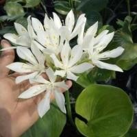 ราคา 3 หัว ว่านนางคุ้ม Proiphys amboinensis ว่านผู้เฒ่าเฝ้าบ้าน หรือ ว่านนกคุ้ม จะช่วยคุ้มภัยพิบัติ (8369502469)