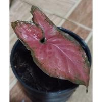ราคา เงินไหลมา ออมแดง ออมชมพู ต้นออมเงินแดงญี่ปุ่น Syngonium Red ไม้มงคล (4893210980)