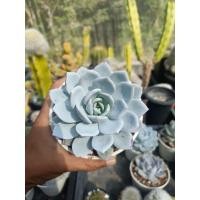 ราคา กุหลาบหินไวท์โลตัส Echeveria 'White Lotus'  (56654041358)