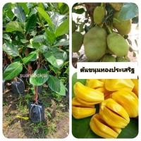 ราคา ต้นขนุนทองประเสริฐ ขนุนทองประเสริฐ (29787209925)