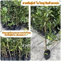 ราคา ต้นมะกรูดกิ่งทาบขนาด1เมตรไซร์ใหญ่ เป็นพันธุ์ตัดใบ กลิ่นหอมมาก (7245632545)