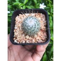 ราคา แมมขนเม่น แมมหนามเม่น Mammillaria geminispina (3351324798)