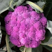 ราคา 100 เมล็ด ดอกกะหล่ำม่วง สวนครัว ปลูกผักปลอดสาร Purple cauliflower Vegetable Seeds (44173678581)