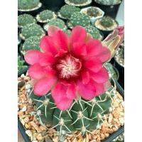 ราคา ราคาถูก Gymnocalycium baldianum บัลเดียนั่มไซส์ใหญ่มาก ดอกสวยกระถาง4นิ้ว (25556320237)
