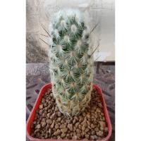 ราคา กระบองเพชร แคคตัส cactus แคคตัสราคาถูก (3864587393)