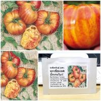 ราคา เมล็ดพันธุ์ มะเขือเทศ บิ๊กเรนโบว์ (Big Rainbow Tomato Seed) บรรจุ 20 เมล็ด คุณภาพดี ของแท้ 100% (5918170397)