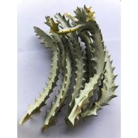 ราคา กิ่งยูโฟเบียแลคเทียขาว (Euphorbia lactea white qhost cactus) ตัดสดพร้อมชำ กิ่งแก่ ปลูกง่าย (44454792385)