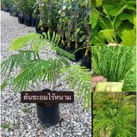 ราคา ต้นชะอมไร้หนาม หรือหนามน้อย พร้อมปลูก (41421177999)