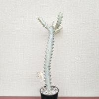 ราคา Euphorbia lactea white ghost ยูโฟเบีย แลคเทีย ไวท์โกส กระดูกมังกรขาว (18213327439)