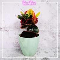ราคา โกสนแคระ โกสนโรส CROTON ROSE LEAF โกสนกุหลาบ โกสนแคระ ใบกลมคล้ายกลีบกุหลาบ ไม้มงคล ในกระถาง 4 นิ้ว (11139897546)