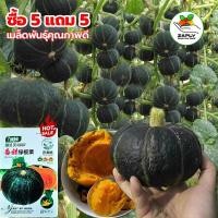 ราคา ซื้อ 5 แถม 5 ฟรี!ฟักทองญี่ปุ่น ประมาณ 25 ชิ้น สีเขียว ปลูกง่าย โตเร็ว เมล็ดพันธุ์นำเข้า เมล็ดพันธุ์ผัก (42273291199)