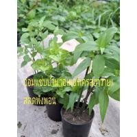 ราคา ต้นพันธุ์อ่อมแซ่บบ้าน ,วอเตอร์เครสฮาวาย และ เสลดพังพอน (ผักแข็งแรง) (53860214542)