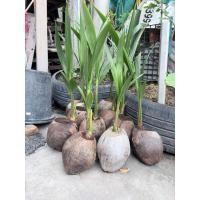 ราคา มะพร้าวน้ำหอม มะพร้าวงอก มะพร้าวพันธุ์ (49411512045)
