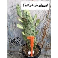 ราคา โอพันเทียด่าง โอพันเทียคอนโซเล่ คอนโซเล monacantha ด่าง ลายหินอ่อน โอพันเทียลายหินอ่อน Opuntia consolea rubescens (13177587709)