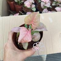 ราคา เก็บโค้ดหน้าร้าน+โค้ดส่งฟรีเก็บหน้าร้าน ☘️ออมชมพู ☘️PinkSyngonium ต้นออมชมพู ต้นไม้มงคล (10534865735)