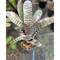 ราคา สับปะรดสีม้าลาย Bromeliad Aechmea ม้าลาย" (Zebra plantกระถาง5-6นิ้วสีเข้มฟร์อมสวย หายยาก (21262162834)
