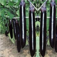 ราคา มะเขือยาวญี่ปุ่นสีม่วง F1เมล็ดพันธุ์เมล็ดพันธุ์มะเขือยาวสีม่วงญี่ปุ่น 100 เมล็ดปลูกง่ายลูกดกทaานอร่อย (48850695627)