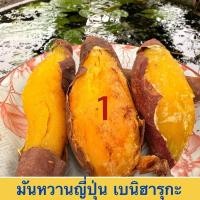 ราคา [ ขนาด 1 กิโลกรัม ] มันหวานญี่ปุ่นเบนิฮารุกะ นำเข้าจากญี่ปุ่น (53304563945)