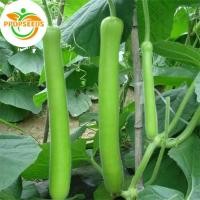 ราคา เมล็ดน้ำเต้ายาว เอ็ม.ที. 10 เมล็ด Long Bottle Gourd เมล็ดพันธุ์น้ำเต้ายาว เมล็ดพันธุ์ผัก เมล็ดน้ำเต้า เมล็ดผ-PPOP SEEDS (53253803658)