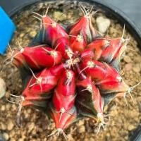 ราคา ❤️❤️มีส่งด่วน❤️❤️แคคตัส ไม้ชำหน่อ (R79)/Cactus/Gymno /Gymnocalycium /ยิมโนด่าง/ไม้ชำหน่อ (41623368213)