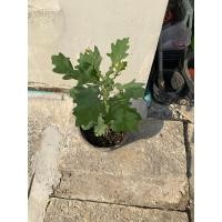 ราคา ต้นอิงลิช โอ๊ค English Oak (G) (22211442020)