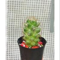 ราคา แมมชูแมน ดอกสีม่วง Mammillaria schumannii (2621778753)