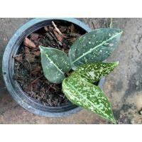 ราคา อโกลนีมามรดกโลก Aglaonema (13111177421)