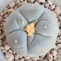 ราคา LF 15 Lophophora Fricii โลโฟโฟรา ฟริซิไอ(ไม้เมล็ด) ต้นกลม เต้าใหญ่นูน หน้ายับสวย ผิวเคลือบแวกซ์สวย (12480148598)