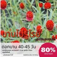 ราคา เมล็ดพันธุ์ ดอกบานไม่รู้โรยแดง 50 เมล็ด บานไม่รู้โรย ✅ราคาถูกปลูกง่าย ดอกสวยมากซื้อ10แถม1 คละได้ (7554705966)