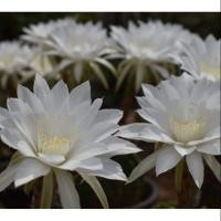 ราคา กระบองเพชร แคคตัส (Cactus) อิชิอ๊อป (Echinopsis) White flower (4058823327)