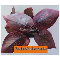 ราคา พรพระร่วงเบบี้พรพระร่วงบอนสีบอนสีไซส์เบบี้ (11682125276)
