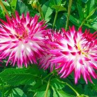 ราคา 20 เมล็ด ดอกรักเร่ รักเร่ ดาห์เลีย Dahlias สายพันธุ์ Dutch Explosion (40572778123)