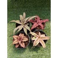 ราคา ต้นสัปปะรดสีแคระ [Cryptanthus Bromeliad ] ในกระถาง2"ครึ่ง (24340309138)