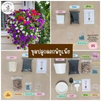 ราคา LXG : ชุดปลูกพิทูเนีย ชุดพร้อมปลูกพิทูเนีย ชุดปลูกดอกไม้ พิทูเนีย ชุดปลูกต้นไม้ มี 3 ขนาด ราคาไม่แพง (13475626021)