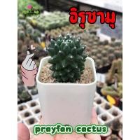 ราคา ต้นกระบองเพชร (Cuctus) : แมมอิรุซามุ (8276467172)