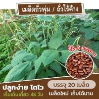 ราคา เมล็ดพันธุ์ถั่วพุ่ม ถั่วฝักยาวไร้ค้าง 20 เมล็ด แบ่งขาย (ซื้อ 5 แถม 1) (17940102410)