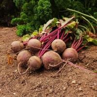 ราคา 30 เมล็ด บีตรูต บีทรูท Beetroot Beet Seed สายพันธุ์ Beet Red Atlas F1 (44322559329)