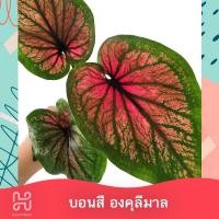 ราคา บอนสี องคุลีมาล ต้นใหญ่ บอนโบราณ แรร์ไอเทม กระถาง 6 นิ้ว องคุลีมาร (11586746336)