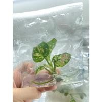 ราคา Aglaonema Tricolor อัญมณีสามสี | ไม้เนื้อเยื่อ (29774863970)