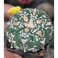 ราคา แอสโตรไฟตั้ม วี #แคสตัส castus​ astrophytum แอสโตร แอสโตร​ไ​ฟตั้​ม แอสโตรไฟตัม กระบองเพชร แอสโตรวี super (13446769152)