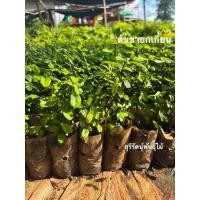 ราคา ต้นชาฮกเกี้ยน ชาดัด (ชุด10ต้น) (42823006856)