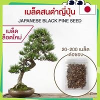 ราคา เมล็ดสนดำญี่ปุ่น ต้นสนดำ เมล็ดสนดำ สนดำญี่ปุ่น บอนไซ(Pinus  Tree Bonsai Seeds)อัตรางอกสูง พันธุ์แท้ โตไว (53060896826)