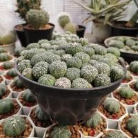 ราคา แอสโตรไฟตัมแอสทีเรียส astrophytum แคคตัส ยกพอต (24413231968)
