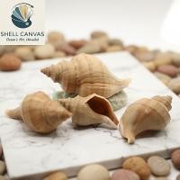 ราคา เปลือกหอยทาก Nucella Lambellosa - เปลือกหอยทากตกแต่งหลายขนาด - เปลือกหอยทากสวยงาม (43130618474)