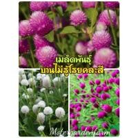 ราคา เมล็ดพันธุ์บานไม่รู้โรย คละสี 300 เมล็ด (26572231958)