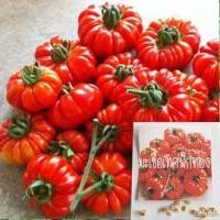 ราคา ♠มะเขือเทศฟักทองถูกที่สุด10บ. เมล็ดพันธุ์มะเขือเทศฟักทอง 10 เมล็ดงอกง่าย โตไว ผลใหญ่☘️ ชุดชั้นใน กางเกงขาสั้น ผูก เมล็ด (22126344008)