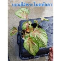 ราคา บอนสี # พระโมคคัลลา (9567634526)